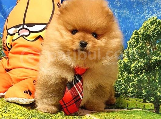 Pomeranian Boo Teddy Bear Yavrular görsel