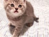 Whiskas Erkek Yavru