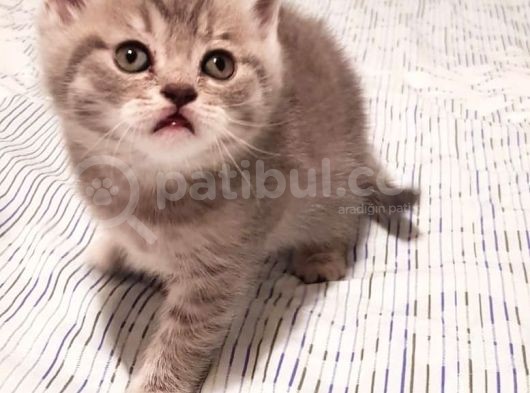 Whiskas Erkek Yavru görsel
