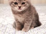 Whiskas Erkek Yavru