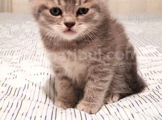Whiskas Erkek Yavru görsel
