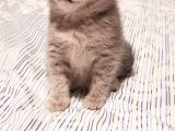 Whiskas Erkek Yavru