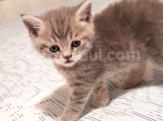 Whiskas Erkek Yavru