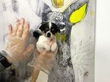 Muhteşem Kalite Teacup Chihuahua Yavrularımız