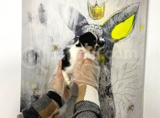 Muhteşem Kalite Teacup Chihuahua Yavrularımız görsel