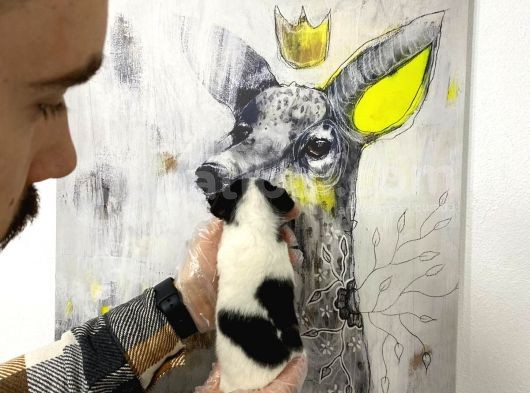 Muhteşem Kalite Teacup Chihuahua Yavrularımız görsel