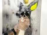 Muhteşem Kalite Teacup Chihuahua Yavrularımız