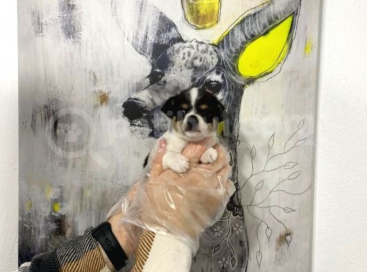 Muhteşem Kalite Teacup Chihuahua Yavrularımız