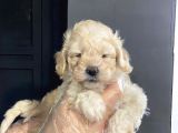 Satilik Muhteşem Kali̇te Malti̇poo Yavrulari