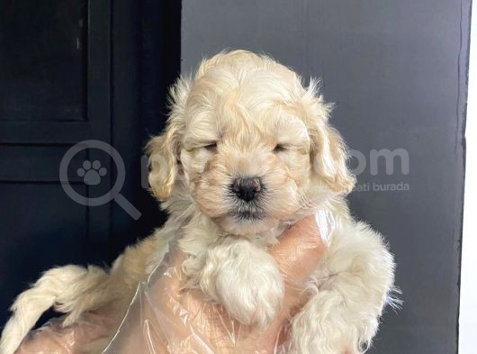 Satilik Muhteşem Kali̇te Malti̇poo Yavrulari görsel