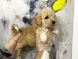 Mükemmel Kali̇te Malti̇poo Bebekleri̇mi̇z