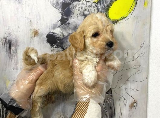 Mükemmel Kali̇te Malti̇poo Bebekleri̇mi̇z görsel