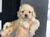 Satilik Muhteşem Kali̇te Malti̇poo Yavrulari