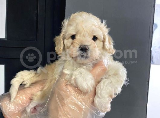 Satilik Muhteşem Kali̇te Malti̇poo Yavrulari