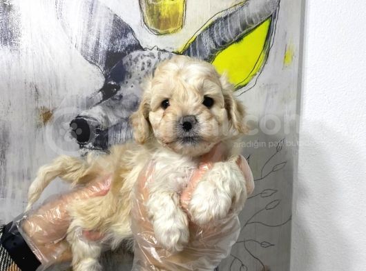Satilik Muhteşem Kali̇te Malti̇poo Yavrulari görsel