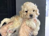 Satilik Muhteşem Kali̇te Malti̇poo Yavrulari