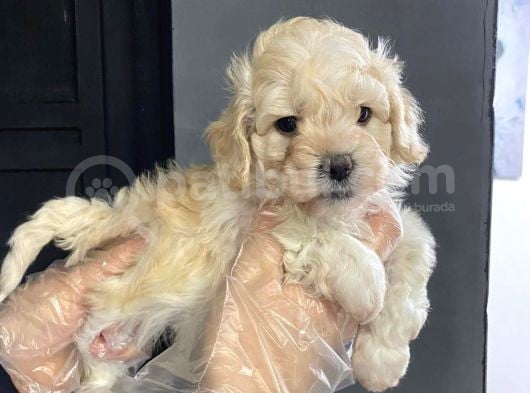 Satilik Muhteşem Kali̇te Malti̇poo Yavrulari görsel