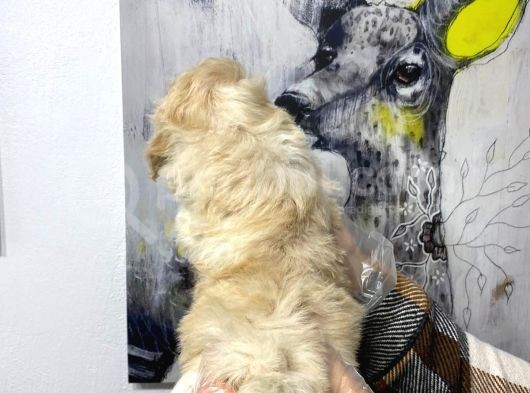 Satilik Muhteşem Kali̇te Malti̇poo Yavrulari görsel