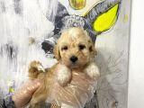 Mükemmel Kali̇te Malti̇poo Bebekleri̇mi̇z