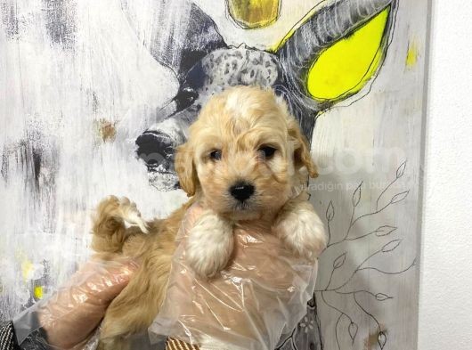 Mükemmel Kali̇te Malti̇poo Bebekleri̇mi̇z