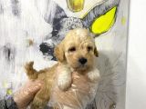 Mükemmel Kali̇te Malti̇poo Bebekleri̇mi̇z