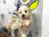 Satilik Mükemmel Renk Malti̇poo Yavrulari