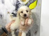 Satilik Mükemmel Renk Malti̇poo Yavrulari