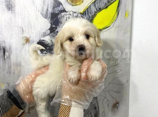 Satilik Mükemmel Renk Malti̇poo Yavrulari