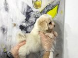 Satilik Mükemmel Renk Malti̇poo Yavrulari