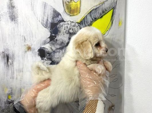 Satilik Mükemmel Renk Malti̇poo Yavrulari görsel