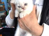 British Shorthair Blue Point (Bri As11 33)