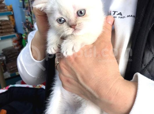 British Shorthair Blue Point (Bri As11 33) görsel