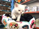 British Shorthair Blue Point (Bri As11 33)
