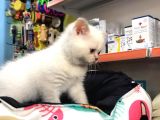 British Shorthair Blue Point (Bri As11 33)