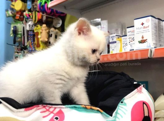 British Shorthair Blue Point (Bri As11 33) görsel