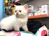 British Shorthair Blue Point (Bri as11 33)