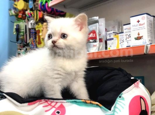 British Shorthair Blue Point (Bri As11 33)