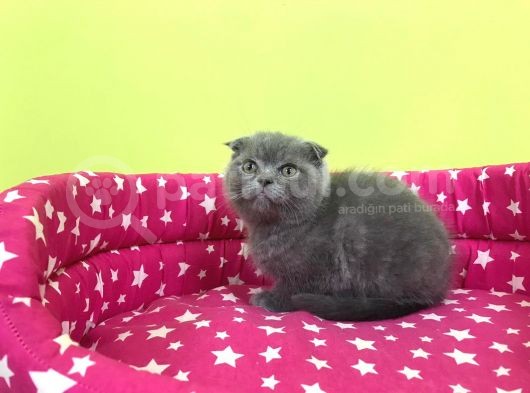 Koca Kafa Scotti̇shfold Oğlumuz görsel