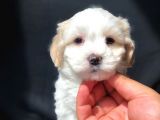 Özel Üretim Maltipoo