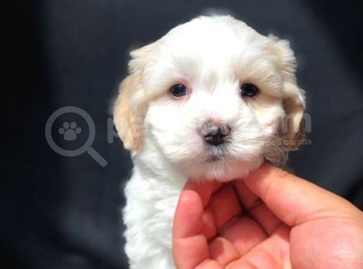 Özel Üretim Maltipoo görsel