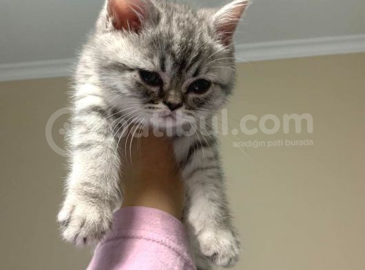 2 Aylık Silver Erkek Bebek görsel