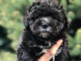 Silver Phantom Özel Irk Maltipoo Yavrumuz