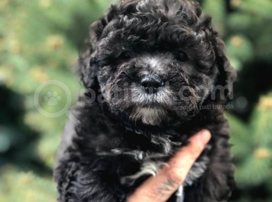 Silver Phantom Özel Irk Maltipoo Yavrumuz görsel