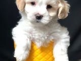 Mükemmel Dizayn Irk Maltipoo Bebeği
