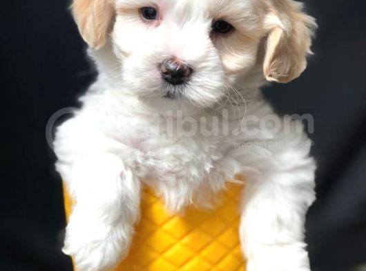 Mükemmel Dizayn Irk Maltipoo Bebeği görsel