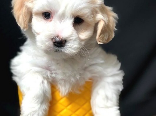 Mükemmel Dizayn Irk Maltipoo Bebeği