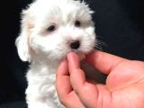 Dizayn Irk Maltipoo Yavrumuz