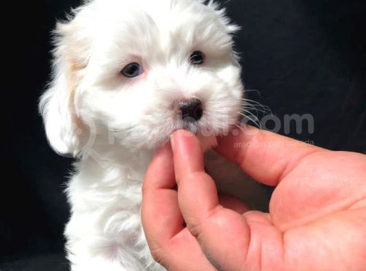 Dizayn Irk Maltipoo Yavrumuz görsel