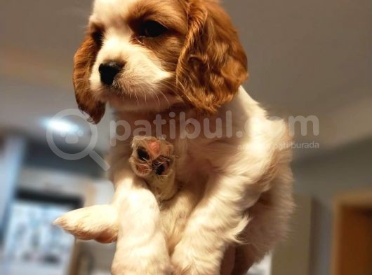 Orjinal Küt Burun Cavalier King Charles Spaniel görsel