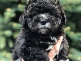 Silver Phantom Özel Irk Maltipoo Yavrumuz